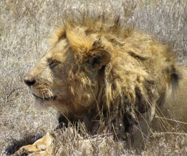 Le parc Tarangire, le cratère du Gnorongoro, le Serengeti et les lacs Manyara et Eyasi